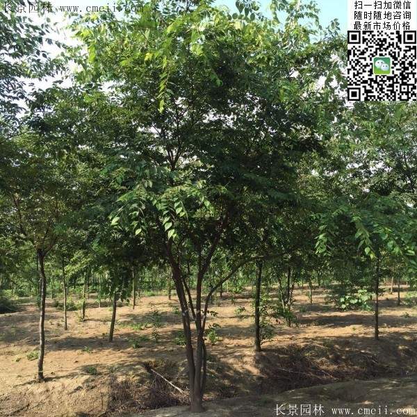 春季櫸樹 春季櫸樹