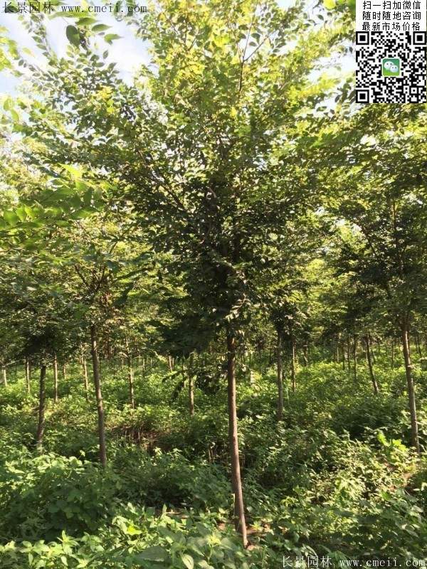 夏季櫸樹 夏季櫸樹