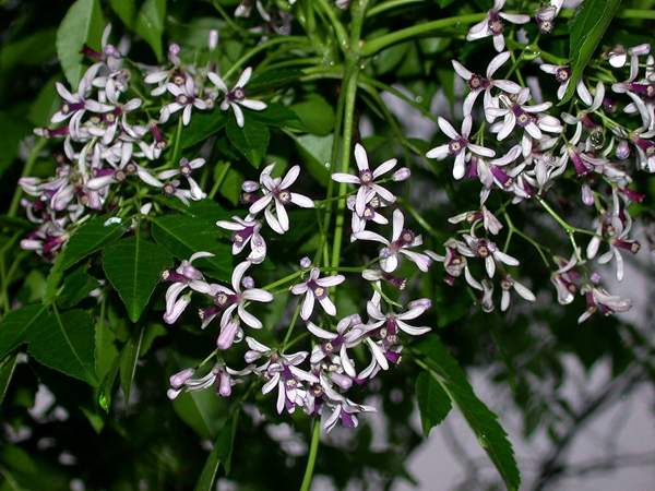 苦楝樹(shù)市場(chǎng)價(jià)格 苦楝樹(shù)市場(chǎng)價(jià)格