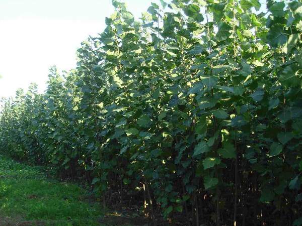 楊樹苗多少錢一棵？