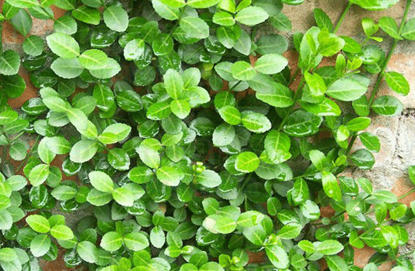 衛(wèi)矛--長(zhǎng)景園林 衛(wèi)矛--長(zhǎng)景園林