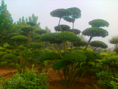 16年下半年小葉女貞造型樹價(jià)格走勢怎么樣，現(xiàn)價(jià)