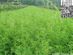 哪里有桃樹苗賣，偷偷告訴你一家又好又便宜的