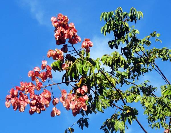 大規格的欒樹 大規格的欒樹