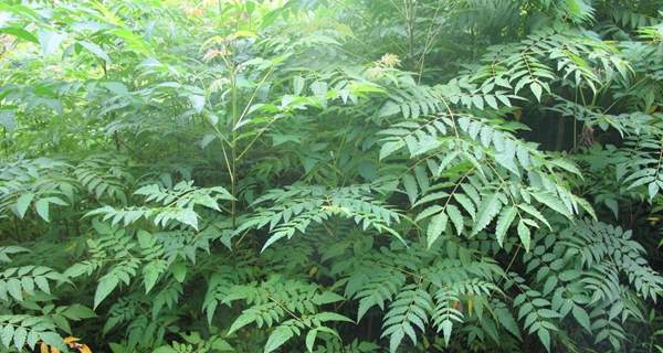 沭陽欒樹 沭陽欒樹