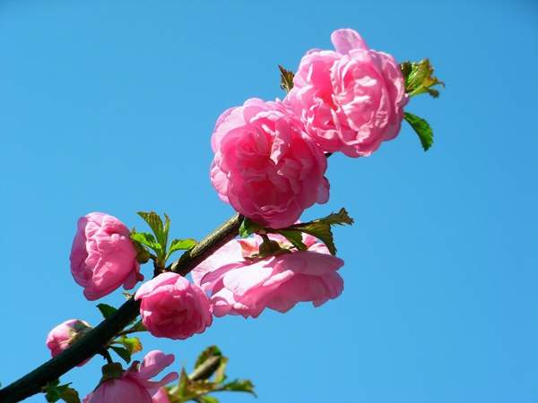 美人梅基地 美人梅基地