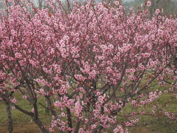 美人梅價(jià)格