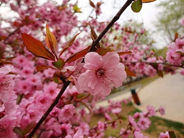 紅葉美人梅 紅葉美人梅