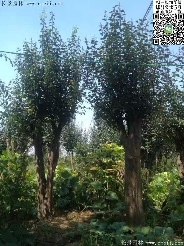 木瓜樹品種 木瓜樹品種