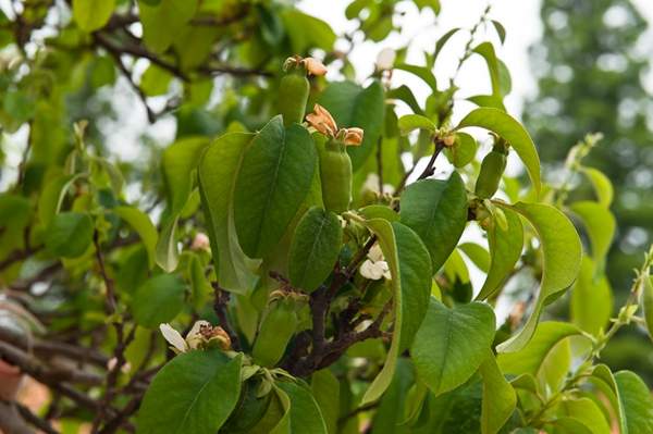 木瓜綠化 木瓜綠化