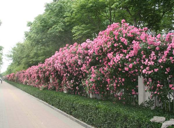 沭陽(yáng)薔薇花 沭陽(yáng)薔薇花