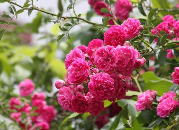 沭陽(yáng)薔薇花 沭陽(yáng)薔薇花