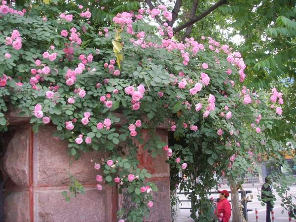 沭陽(yáng)薔薇花 沭陽(yáng)薔薇花