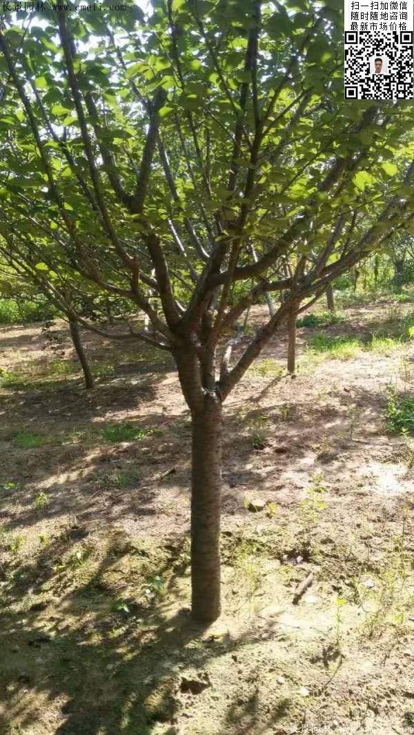 沭陽(yáng)大規(guī)格的櫻花樹(shù) 沭陽(yáng)大規(guī)格的櫻花樹(shù)