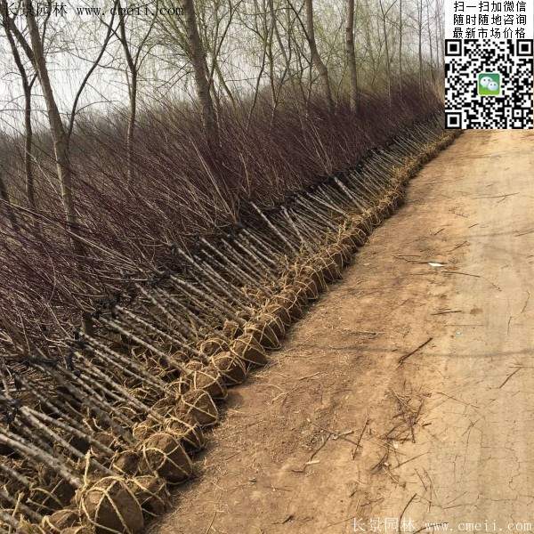 沭陽榆葉梅規格