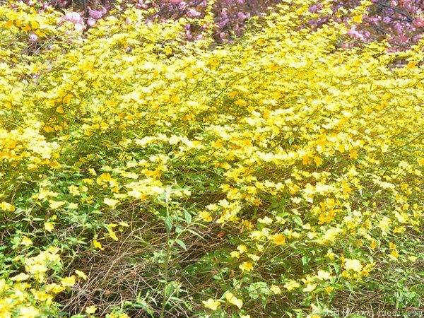 黃花棣棠 黃花棣棠