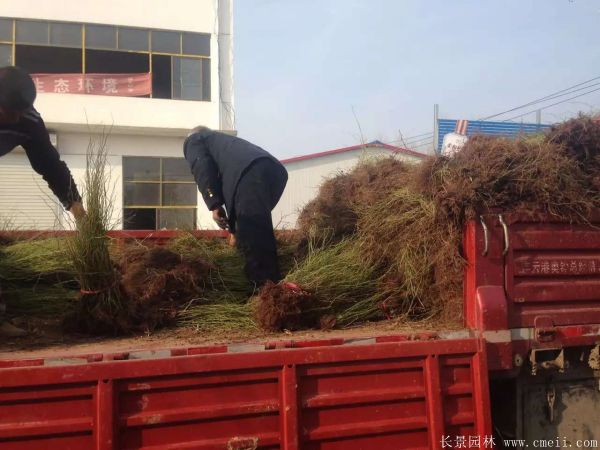 黃花棣棠 黃花棣棠