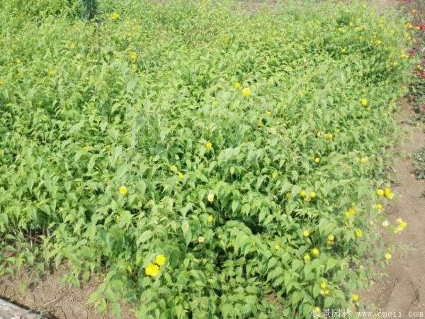 棣棠花產(chǎn)地 棣棠花產(chǎn)地