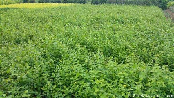 沭陽(yáng)棣棠苗 沭陽(yáng)棣棠苗