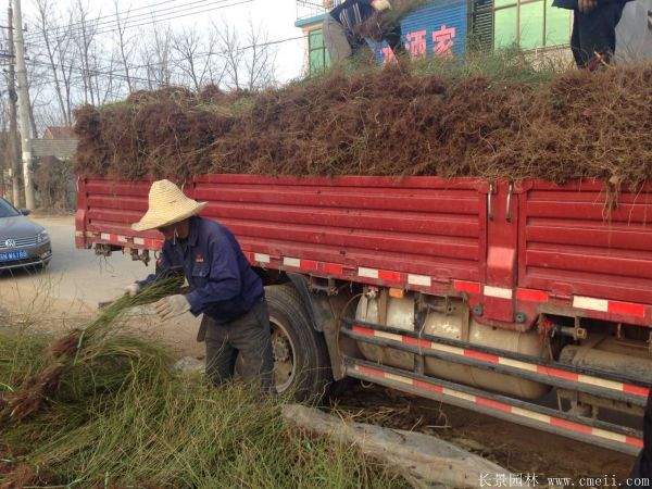 沭陽(yáng)棣棠苗 沭陽(yáng)棣棠苗