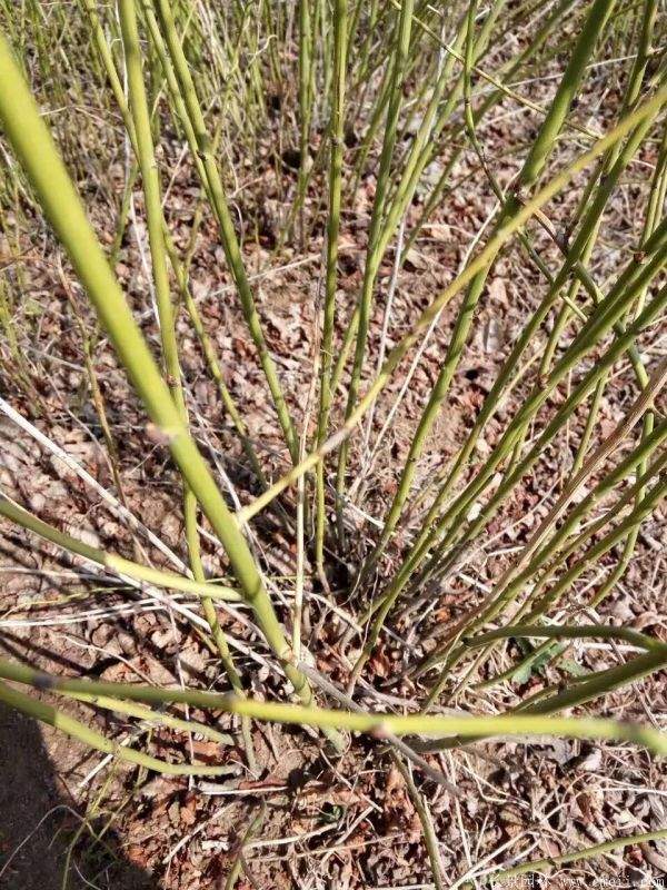 沭陽(yáng)棣棠苗 沭陽(yáng)棣棠苗