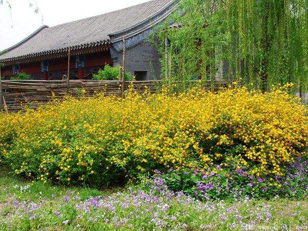 沭陽棣棠花 沭陽棣棠花