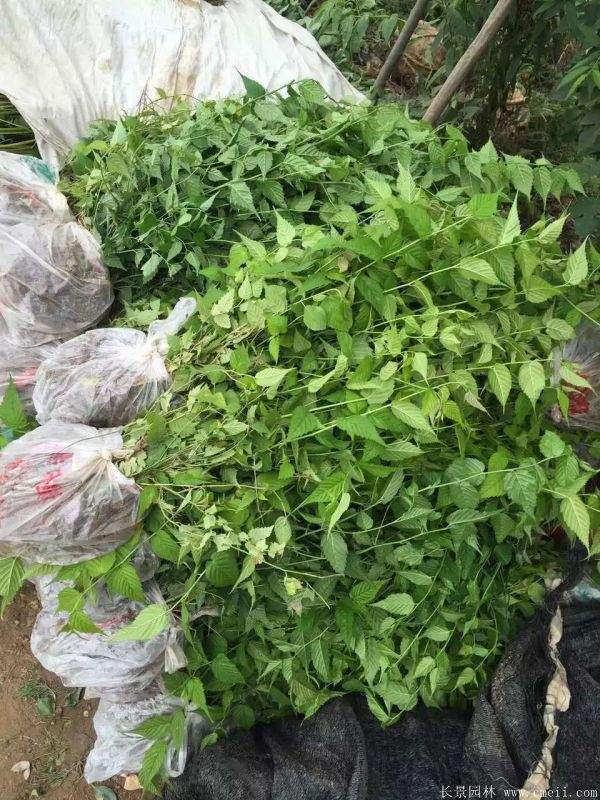 江蘇棣棠花價格 江蘇棣棠花價格