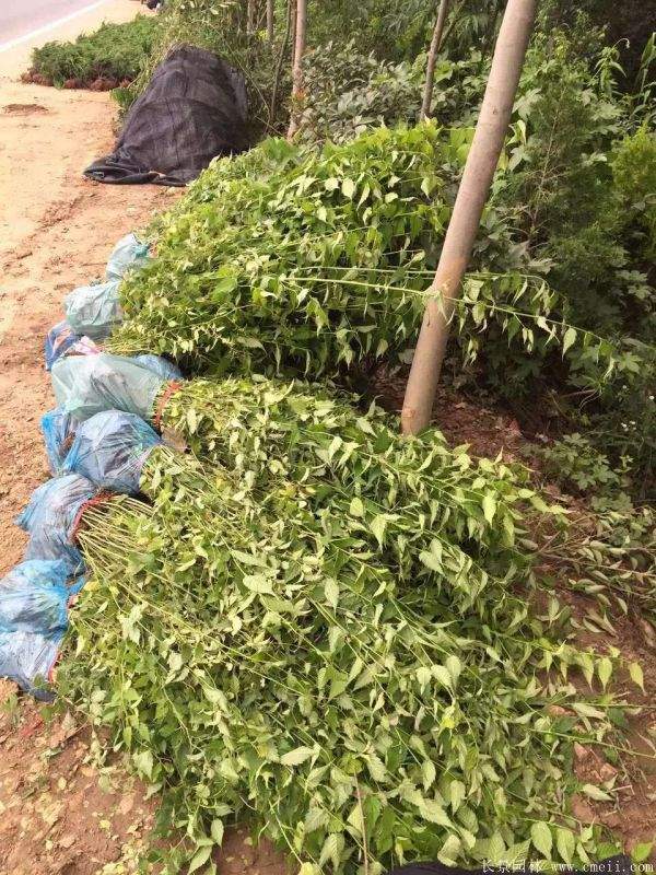 江蘇棣棠花價格 江蘇棣棠花價格