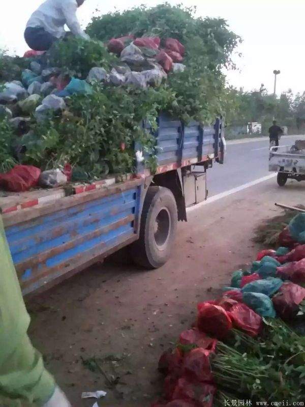 江蘇棣棠花價格 江蘇棣棠花價格