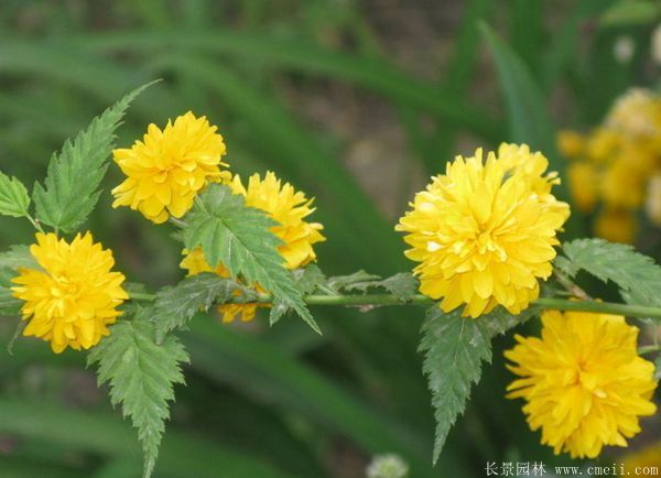 沭陽單重瓣棣棠花價格
