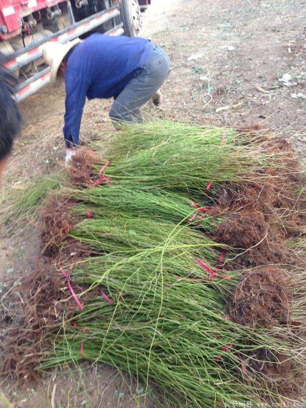 沭陽單重瓣棣棠花價格