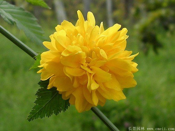 沭陽棣棠花 沭陽棣棠花