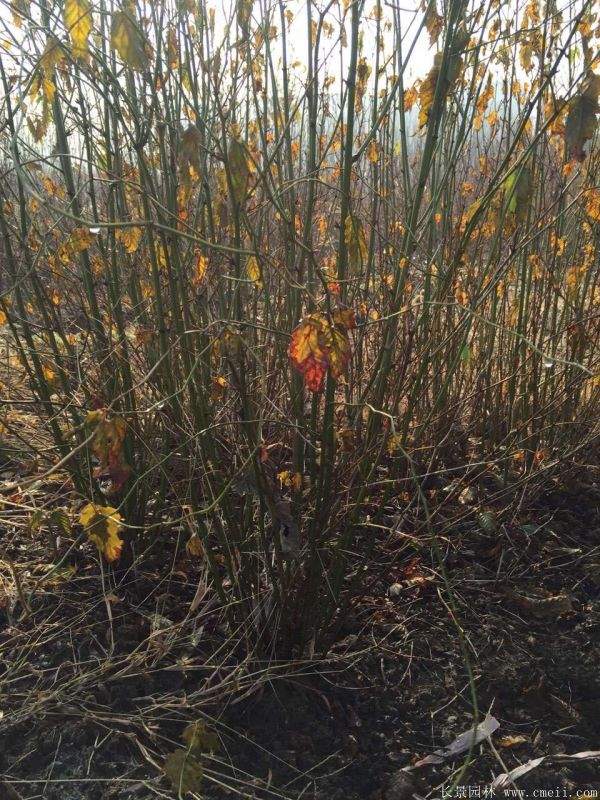 沭陽棣棠花 沭陽棣棠花