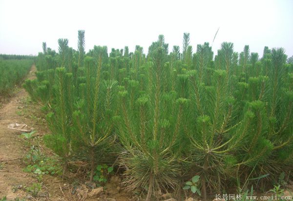 沭陽黑松基地 沭陽黑松基地