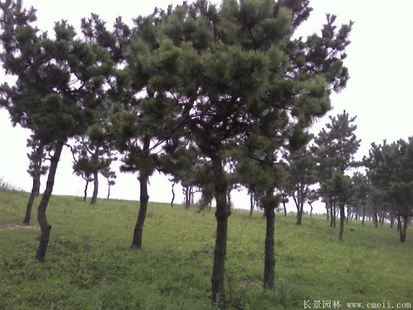 沭陽黑松基地 沭陽黑松基地