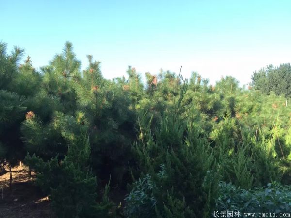 沭陽黑松基地 沭陽黑松基地