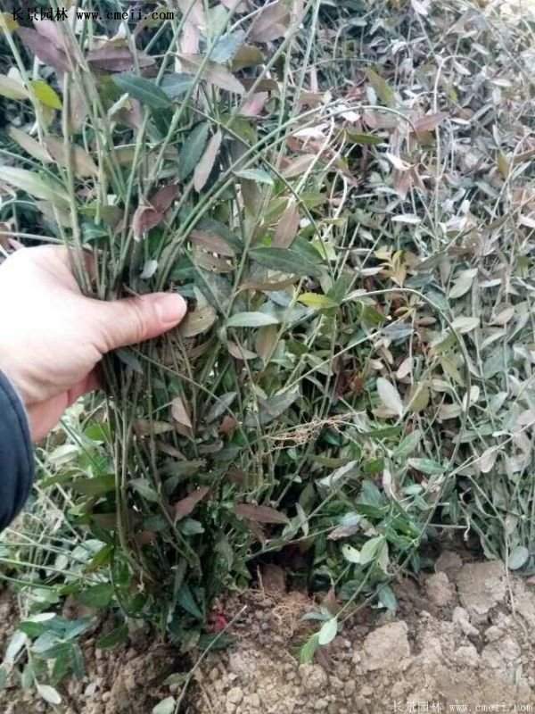 扶芳藤專賣 扶芳藤專賣