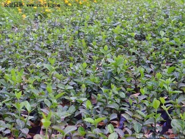 沭陽速生扶芳藤 沭陽速生扶芳藤