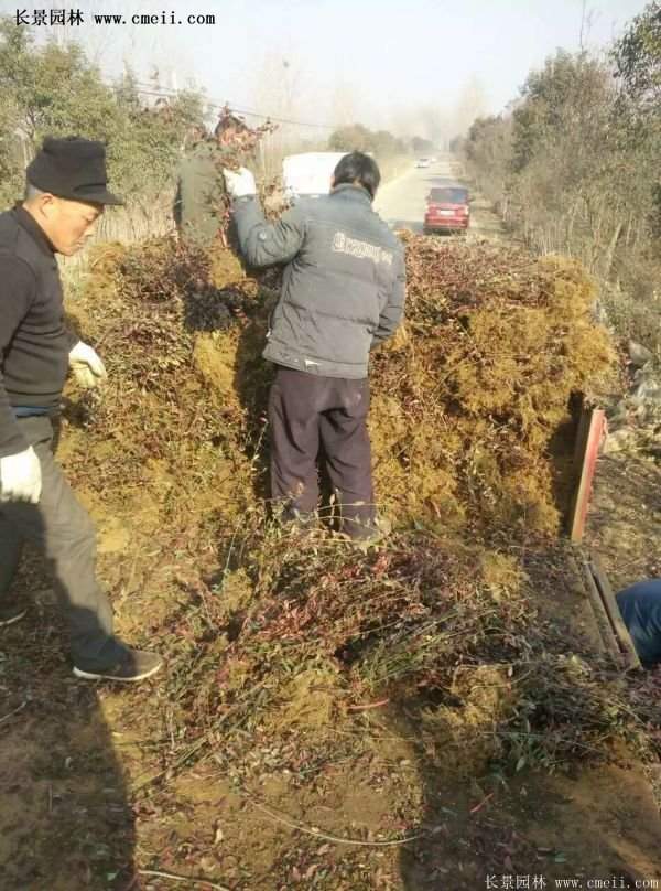 沭陽速生扶芳藤 沭陽速生扶芳藤