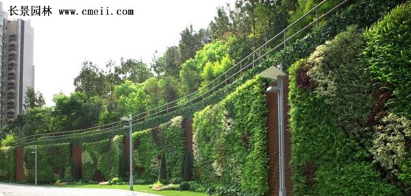 沭陽速生扶芳藤 沭陽速生扶芳藤