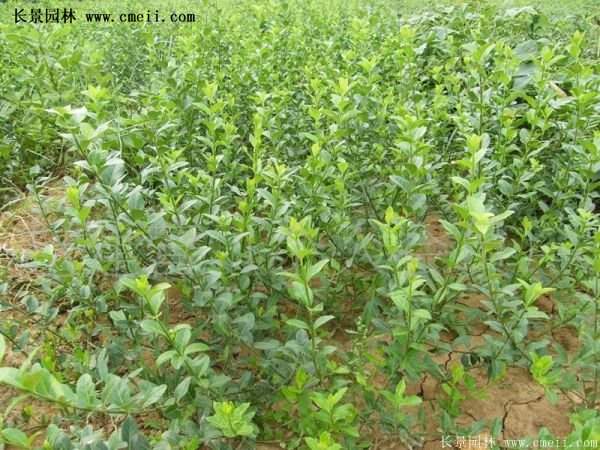 2016扶芳藤多少錢一棵 2016扶芳藤多少錢一棵