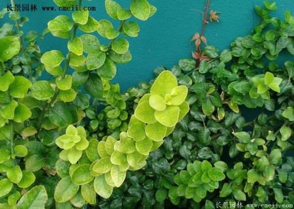 2016扶芳藤多少錢一棵 2016扶芳藤多少錢一棵