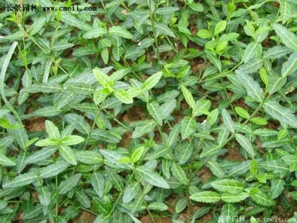 2016扶芳藤多少錢一棵 2016扶芳藤多少錢一棵