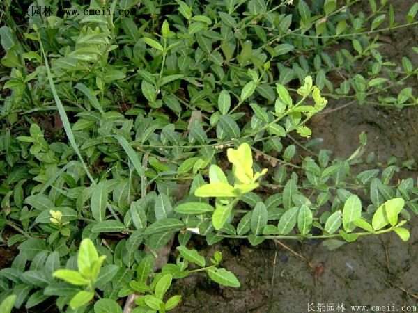 2016扶芳藤多少錢一棵 2016扶芳藤多少錢一棵