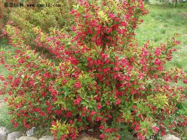 40-70公分高的紅王子錦帶花 40-70公分高的紅王子錦帶花