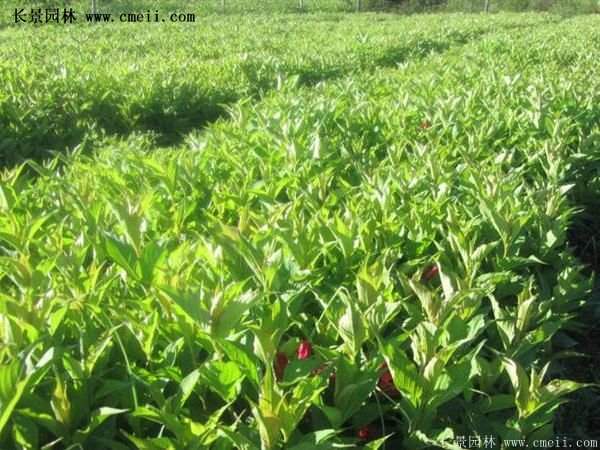 紅王子錦帶規格 紅王子錦帶規格