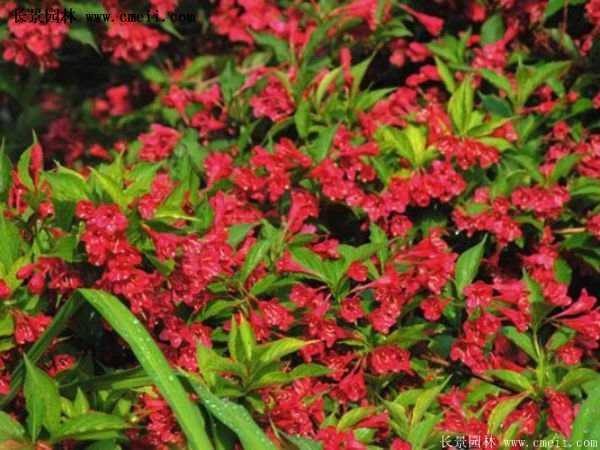 沭陽(yáng)紅王子錦帶基地照片