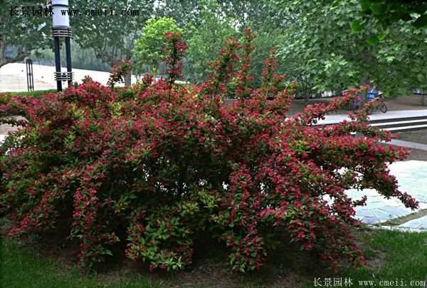 沭陽(yáng)紅王子錦帶基地照片