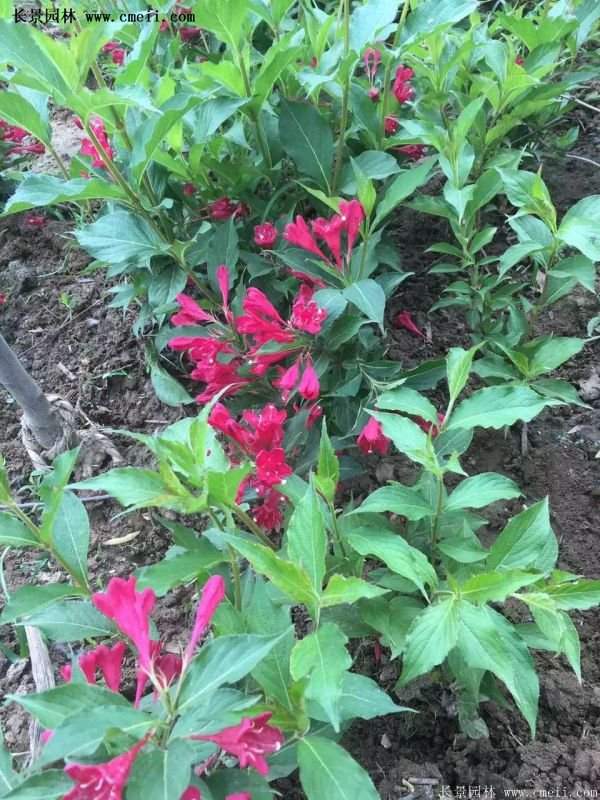 沭陽“三省”的紅王子錦帶花的價格表 沭陽“三省”的紅王子錦帶花的價格表