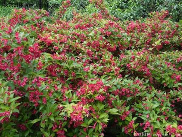 紅王子錦帶價(jià)格 紅王子錦帶價(jià)格